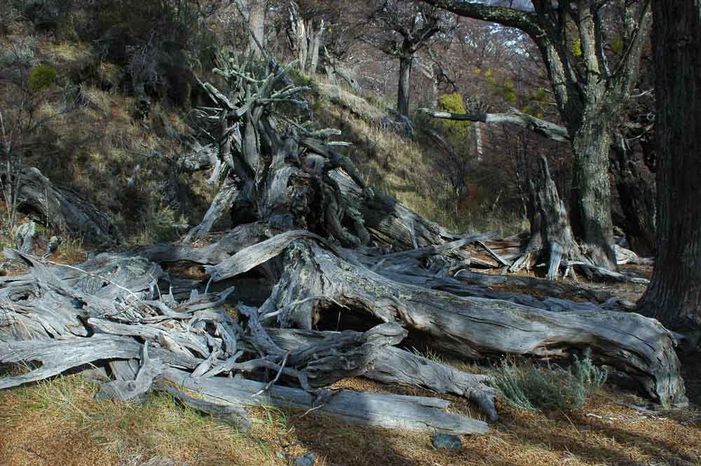 23 - Chile - parque nacional Torres del Paine